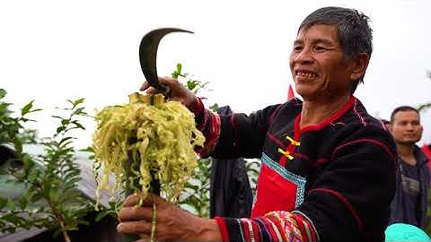 Phục dựng Lễ hội cúng Máng nước của người dân tộc Ca dong Nam Trà My