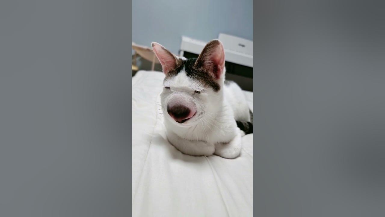  cat of the day shorts youtube