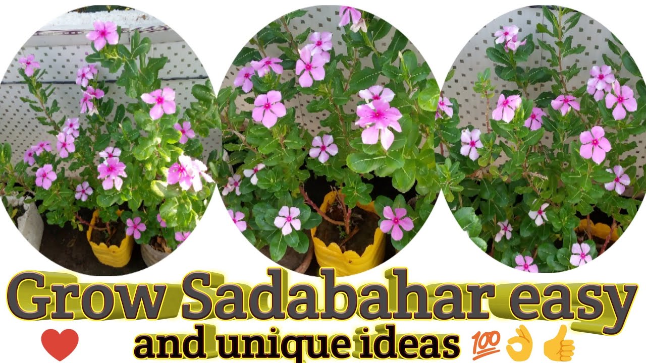 How to grow vinca (sadabahar) periwinkle from cuttings/Sadabahar ki