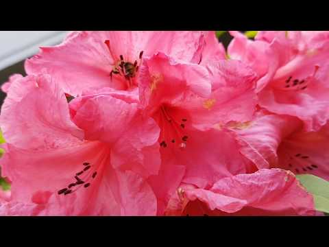 aggressive Bumble Bee attacks camera