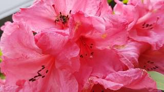 aggressive Bumble Bee attacks camera