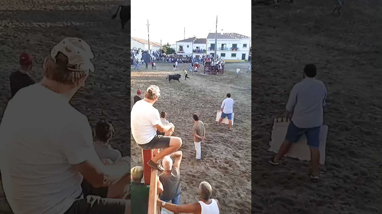 best Bull fight video short 