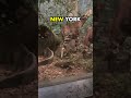 UNA NOTTE AL MUSEO di STORIA NATURALE di NEW YORK