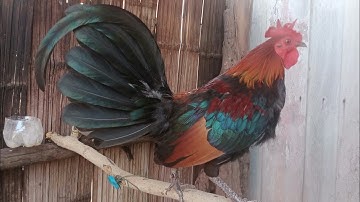 qaib qus pom2 zoo nkauj.21/12/2022.987436930.