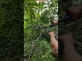 😱 Assam Lemon Explosion Growth 🌿 | Air Layering Cutting Plant + Secret Fertilizer Trick! 💥 #shorts