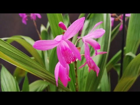 Video: Orquídeas Descendiendo Al Suelo