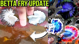 BETTA FRY DAY 1 TO 1 MONTH UPDATE | BETTA FISH BREEDING | GUPPY FISH BREEDING | GOLDFISH BREEDING