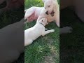 Dogo Argentino mom exercise her puppy