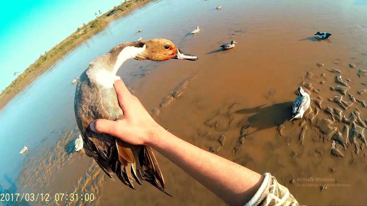 Duck Hunting Teals and Pintails,3 men hunt,february 2017 YouTube