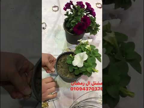 طريقه عمل حامل لاصص النبات رخيص جدا وقوي جدا وبسيط جدا