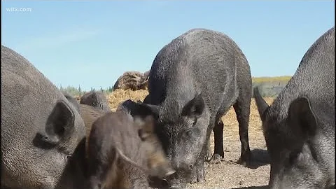 ‘Super pigs’ from Canada raise new concerns for U.S. farmers and ranchers