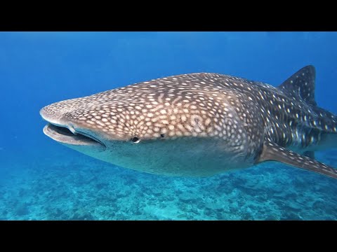 Diving Maldives: The Silent Giants of Maamigili Beyru | Whale Shark Encounter 2025