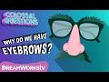 Understanding Eyebrows