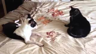 Boston Terrier Meets Cat and Has A Spaz Attack