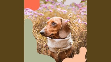 Remarkable Backdrops for Calm Puppies