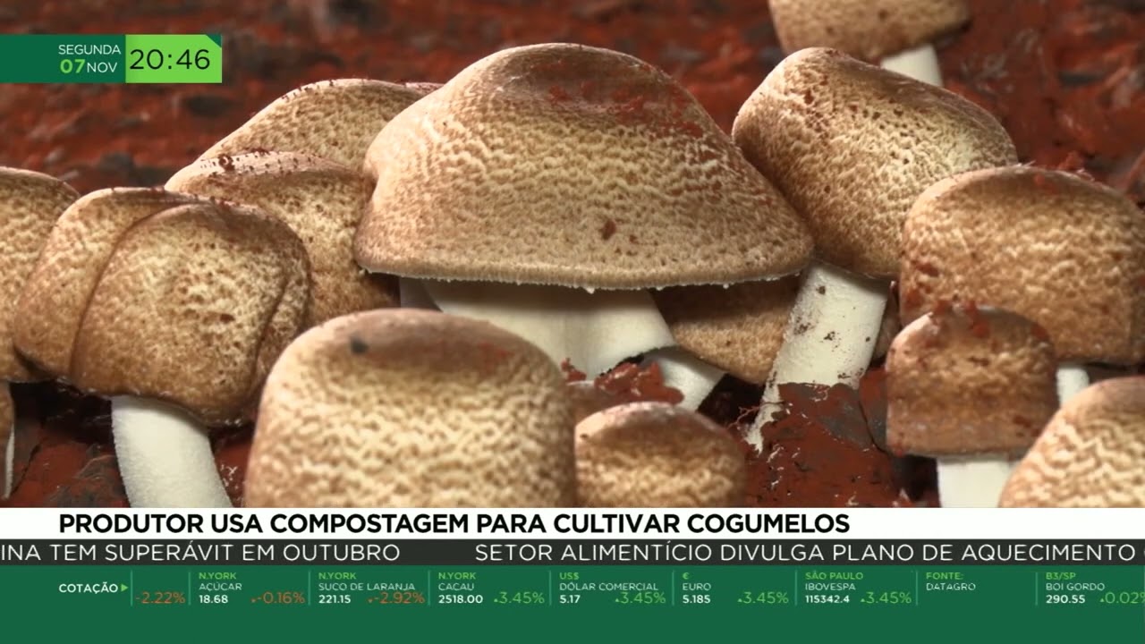 Produtor abandona tudo para plantar cogumelo do sol 