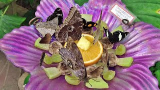 Tucson Botanical Gardens Butterfly & Orchid Pavilion