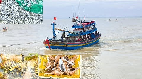 Ghe Lưới Ghẹ Trúng Lớn Đầy Ốc Tôm,Ghe Lưới Rút Cá Đầy Khoang