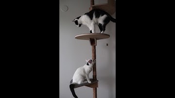 Minni & Miisu in Cat Tree