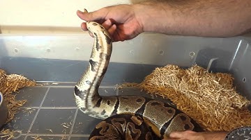 How to tell if your Ball Python is ovulating.
