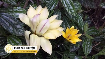 Phút Cầu Nguyện, Thứ Tư 15/07/2020: Con Tim Và Lý Trí