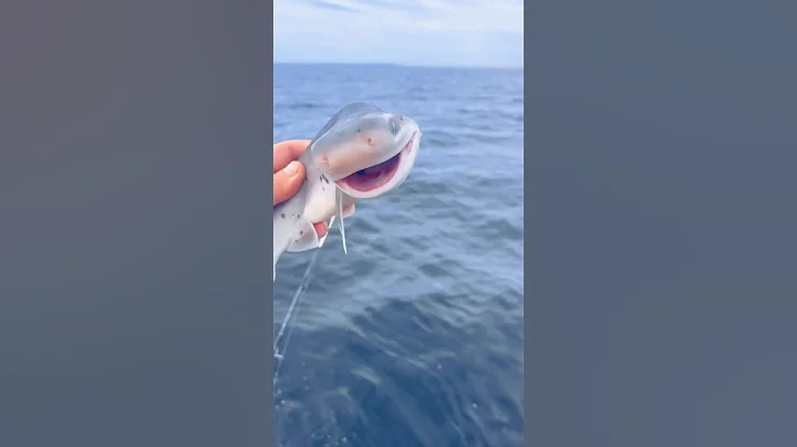 A smiling shark.#foryou #animals #shorts