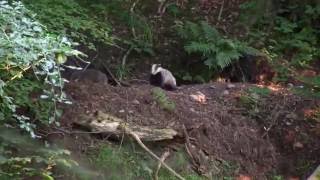 Wild Scottish Badgers: family playing early July