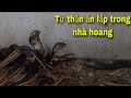 Ổ Rắn Hổ Mang Khủng Lúc Nhúc Trong Nhà Hoang, cobra in the abandoned house| SBATVC