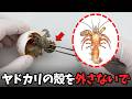 ヤドカリを殻から出すと…?【衝撃注意】