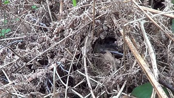 nature walk, birds, nests , eggs. episode 12.