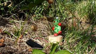 Pee Grenouille Sauteuse Animée À Lénergie Solaire R043-Grenouille