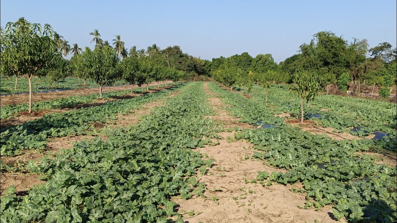Amarre, cuaje de flor y fruto en Sandía.