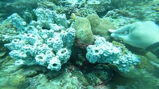 20230701-2-4 Scuba Diving at Mactan, Cebu, the Philippines (Part 4/5)