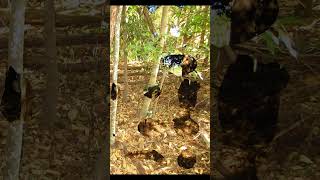 The Plane Tree sung RW #shorts