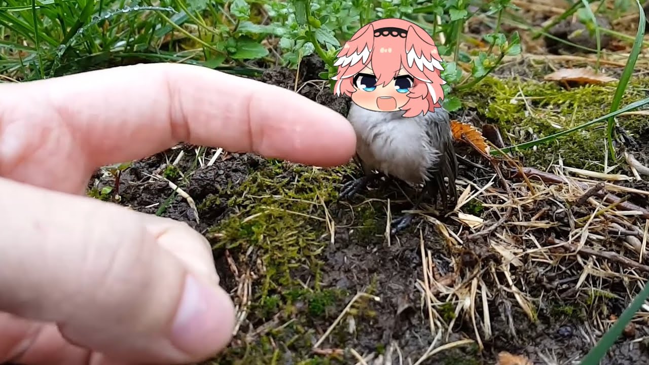 君鳥 Takane lui small bird | Animal hololive - YouTube