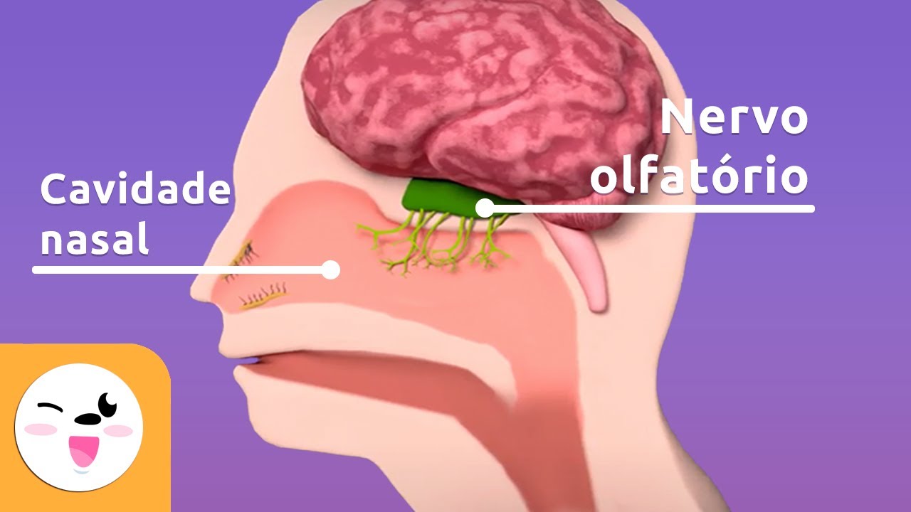 Qual O Sentido Do Olfato?