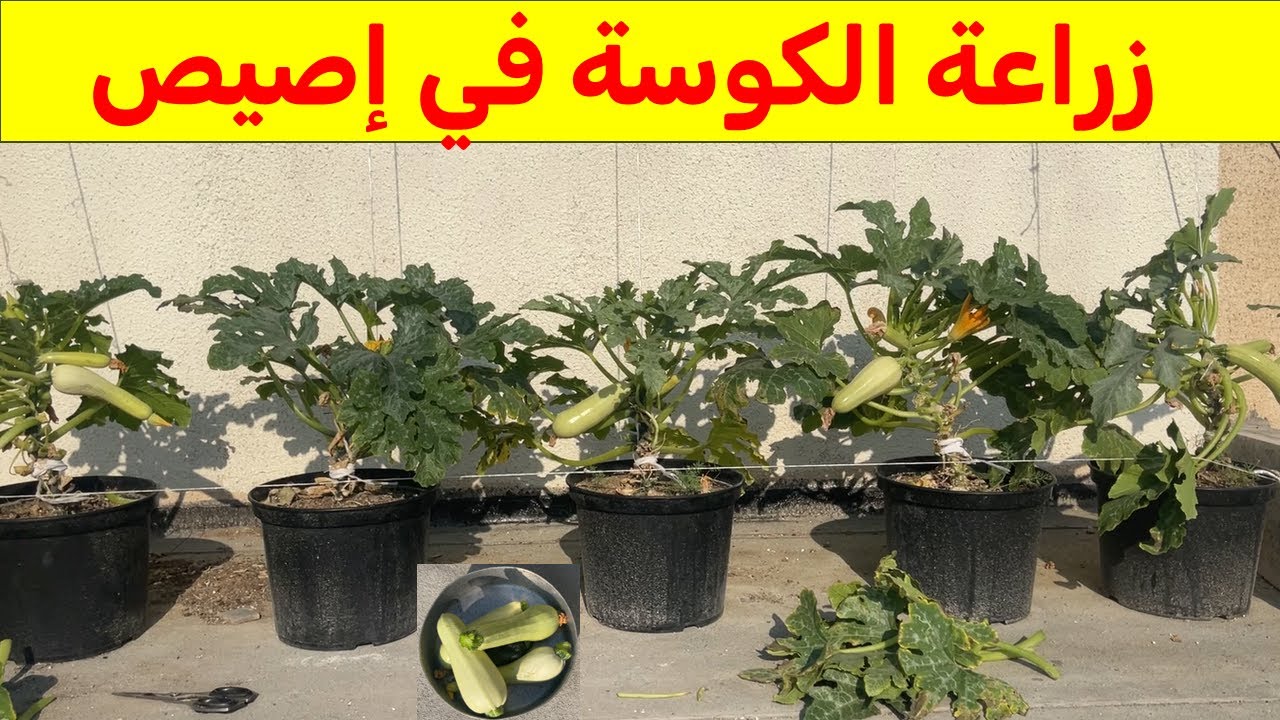 كيفية زراعة الكوسة بسطح المنزل بطريقة مبتكرة نصائح من خلال تجربة شخصية ناجحة لزراعة الكوسة