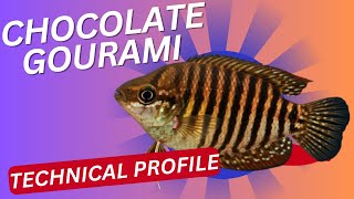 Download Lagu Ornamental fish - chocolate gourami - Sphaerichthys osphromenoides #gourami
