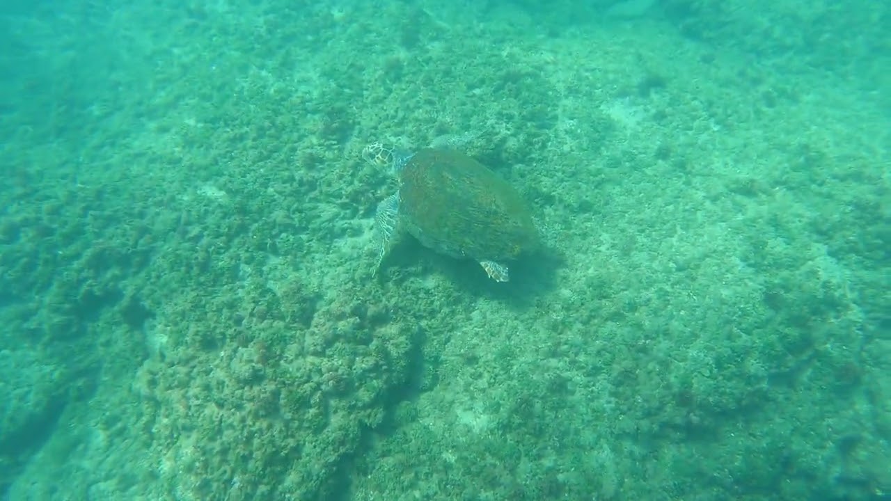 🐢❤ הצבה צמר