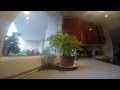 Plants move time lapse plant basil rewatering