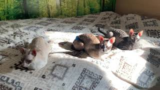 They just claimed my bed by ReikiRex Cornish Rex Cats 31 views 3 years ago 43 seconds