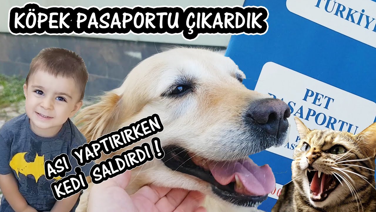 Kopege Asi Yaptirirken Kedi Saldirdi Kopege Pet Pasaportu Cikardik Asi Nasil Yapilir Youtube