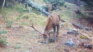 244 - Un cerf blessé dans les Pyrénées Orientales