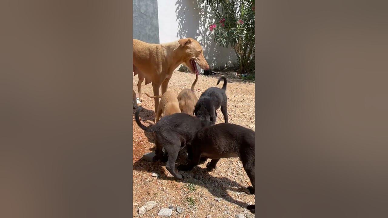 helping-street-dogs-with-food-giving-makes-us-feel-happy