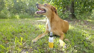 My Dog Nose It! Sun Protection for Dogs | Chewy