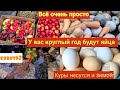 Куры несутся постоянно/Всё просто/ Совет#2 чтоб куры неслись/Чем кормить кур в осене-зимний период