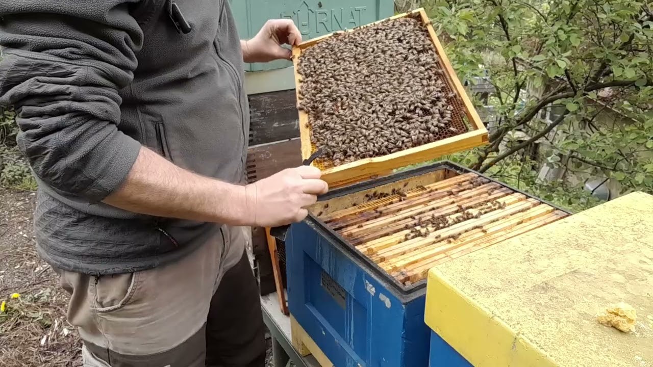 Poslední kraňka si vede dobře.. bez vyrojení a nechtějí mě zabít :-)