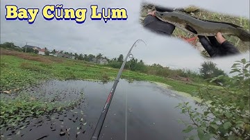 1 Ngày Câu Cá Lóc Dạo Ở Mỹ An.Gặp Điểm Câu Mới Quá Đẹp....Trần Tài Vlog.