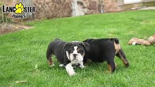 Cute English Bulldog Puppies