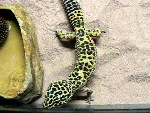 camera iphone 8 plus apk My other Leopard Gecko, Leonard (and Sheldon is there too)